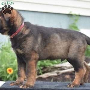 Mack, German Shepherd Puppy